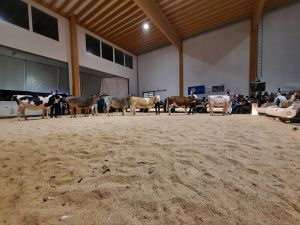 Aufstellung Supreme Champion Wahl